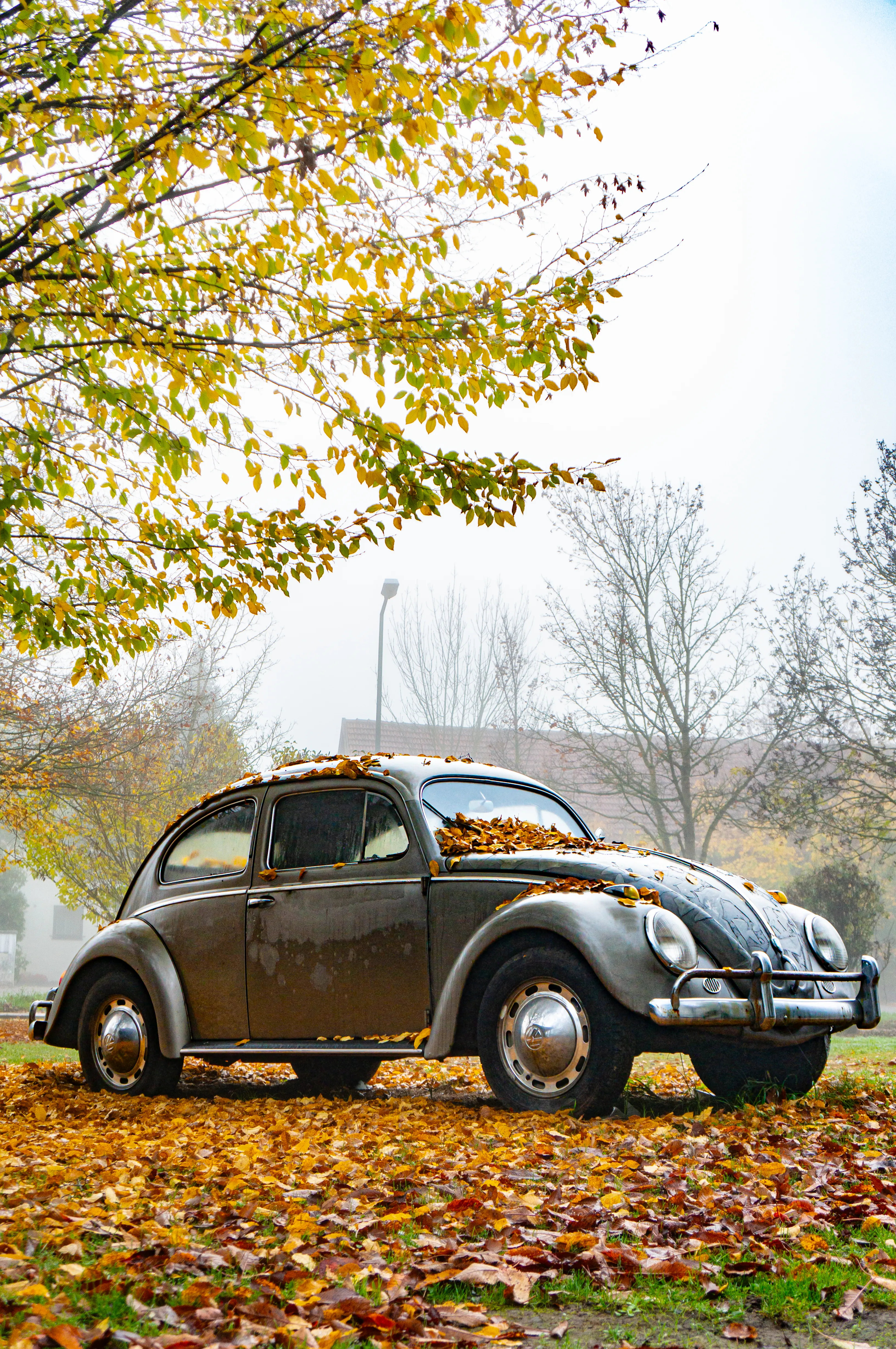 Käfer Seitenansicht